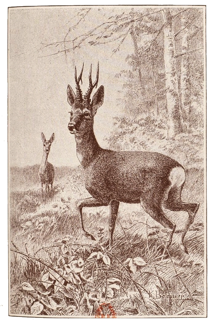 Illustration tirée du Manuel de Vènerie française - Emmanuel Le Couteulx de Canteleu (1890) - Hachette et Cie (Paris) - BnF (Gallica) 10